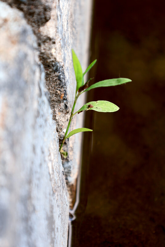 Жизнь - Roman stories -