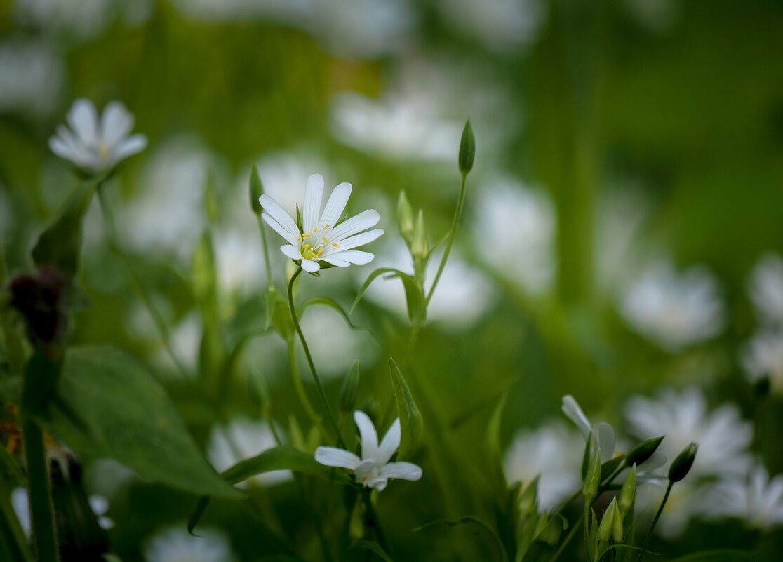 Лето - Магомед .