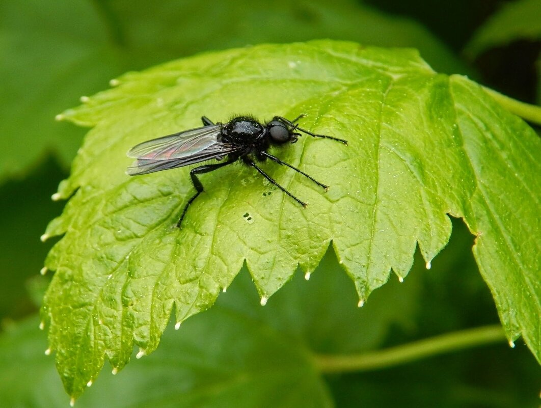 Толстоножка на смородине ) - Елена Хайдукова ( Elena Fly ) Толстоножка на смородине ) - Елена Хайдукова ( Elena Fly )