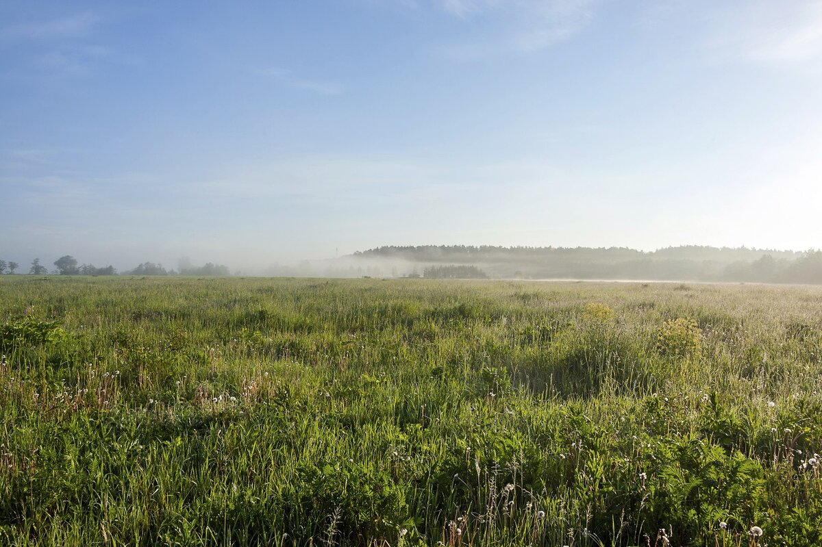 Июньский пейзаж - Валерий Иванович Июньский пейзаж - Валерий Иванович
