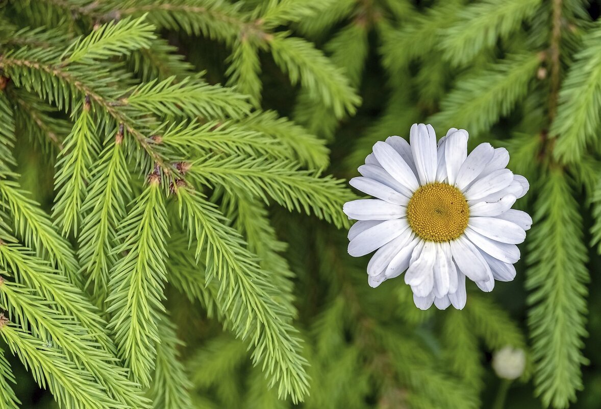 Подружки - Валерий Иванович