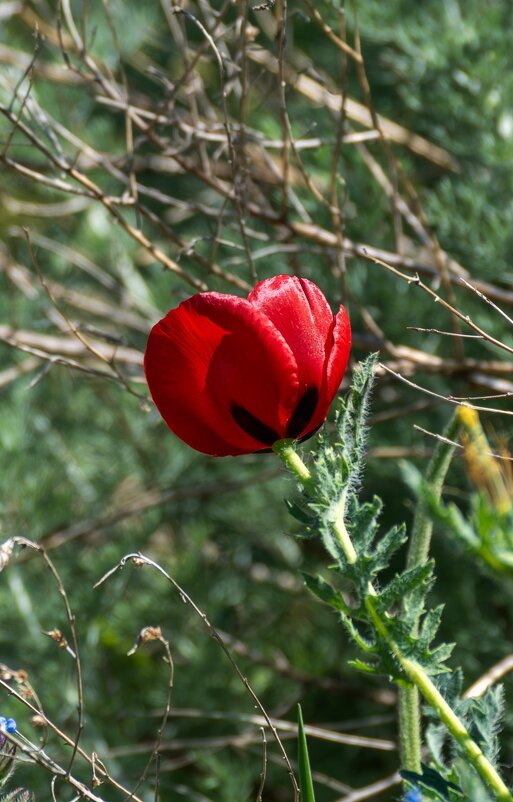 Мак рогатый - Игорь Сикорский Мак рогатый - Игорь Сикорский