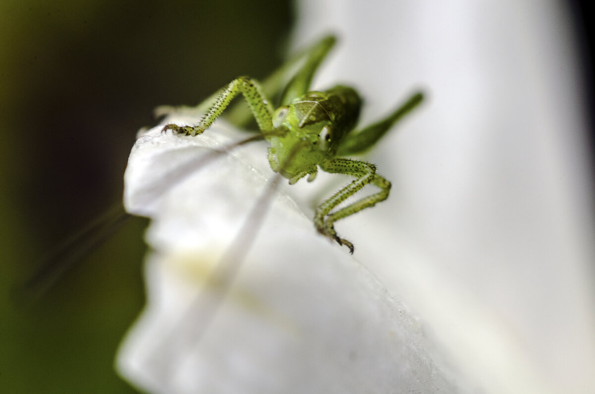 Пришелец - Андрей Щетинин Пришелец - Андрей Щетинин