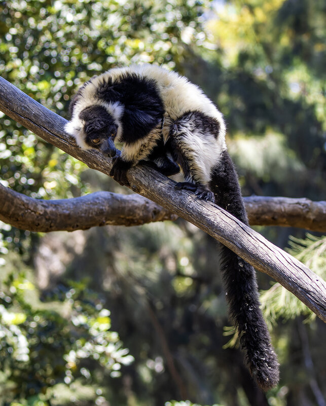 Лемур вари. - Alexander Amromin