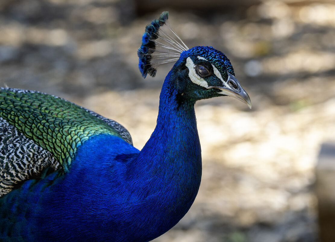 Обыкновенный павлин. - Alexander Amromin Обыкновенный павлин. - Alexander Amromin