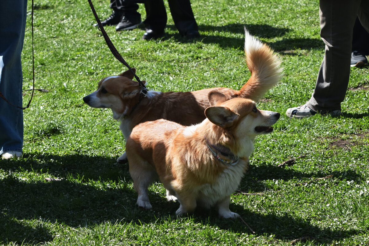 Москва. Парад французских бульдогов в усадьбе «Воронцово». - Наташа ***** Москва. Парад французских бульдогов в усадьбе «Воронцово». - Наташа *****
