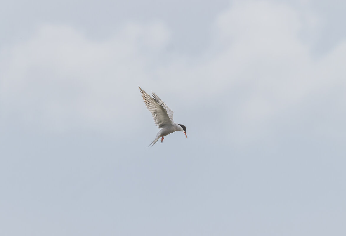 крачка - юрий макаров