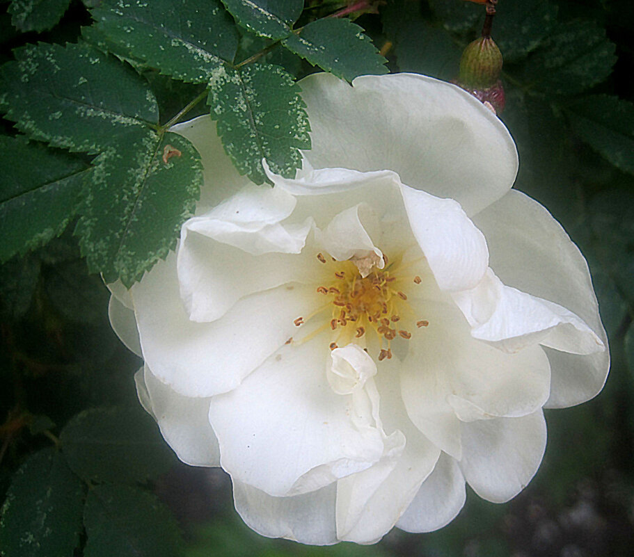 Шиповник - Елена Семигина