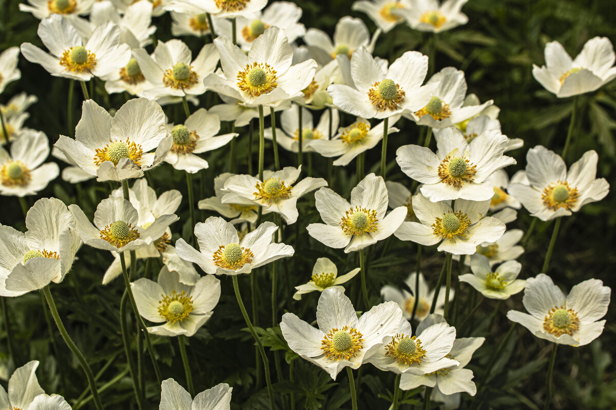 Цветём. - Петр Беляков