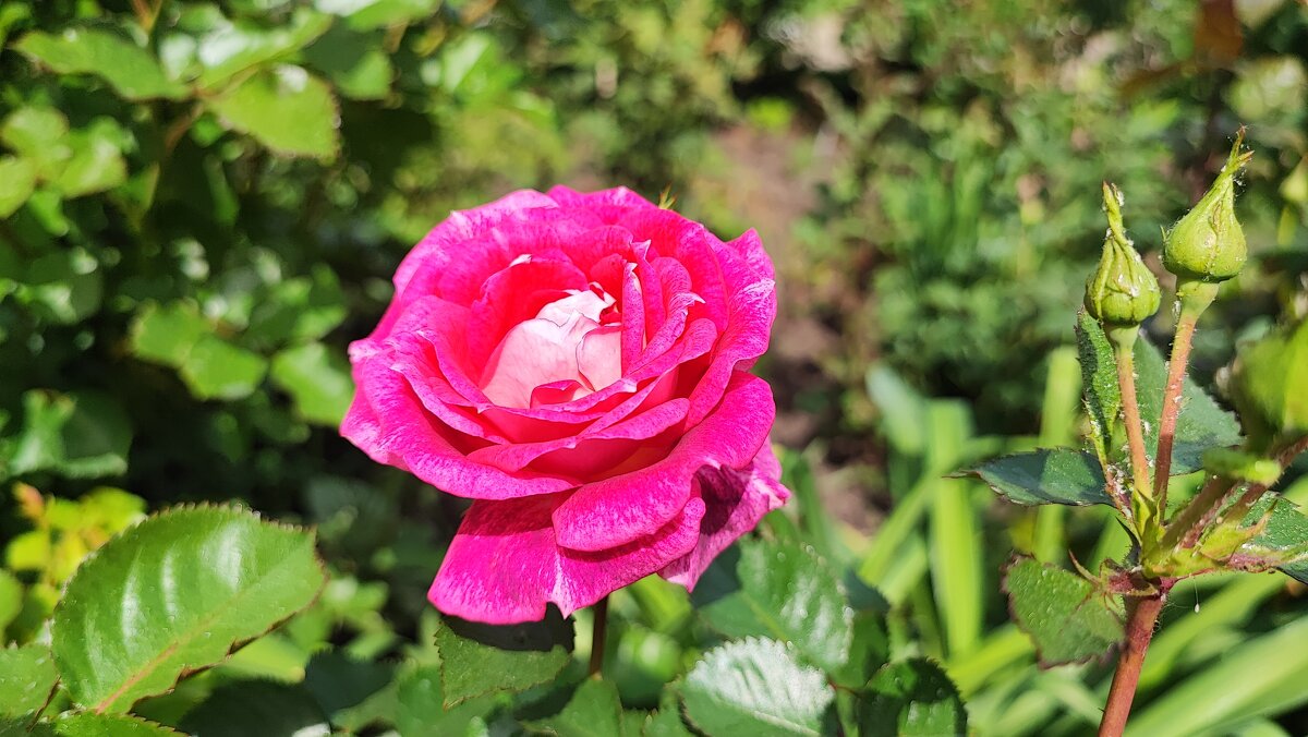 ,,, - Сергей Тимоновский