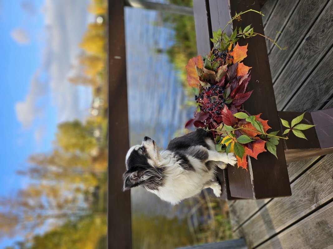 Осенний вайб - Галина Левина Осенний вайб - Галина Левина