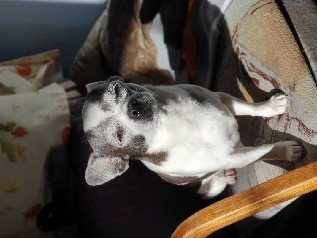 Моя любимая девочка. - Галина Левина