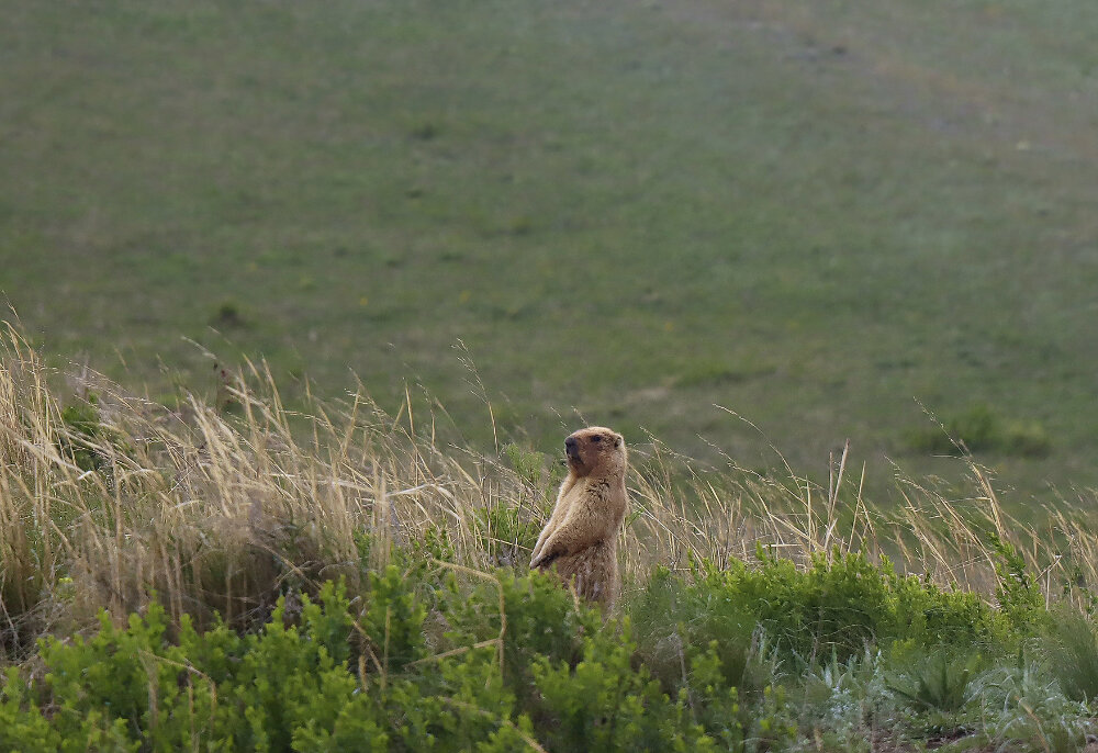 Хозяин здешних мест - Галина Ильясова Хозяин здешних мест - Галина Ильясова