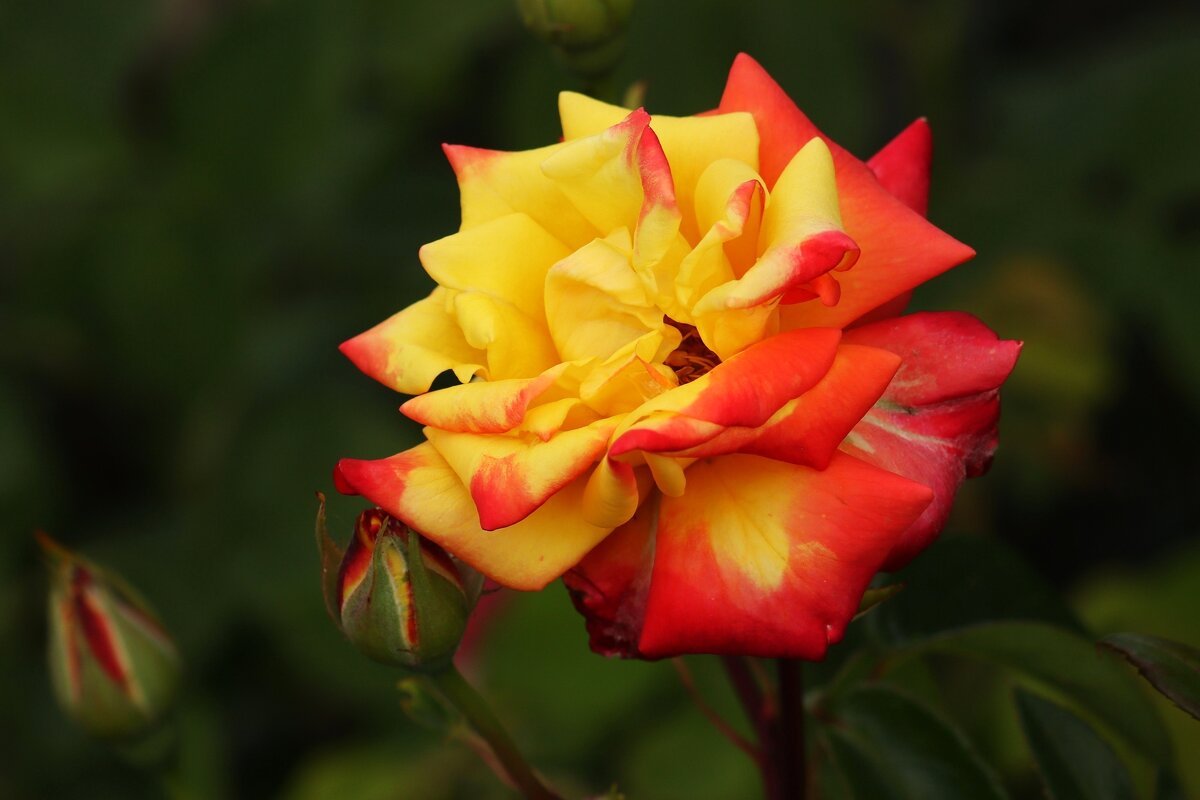 Яркая - Юрий. Шмаков Яркая - Юрий. Шмаков