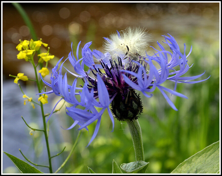 *** - Aleksandr Gal *** - Aleksandr Gal