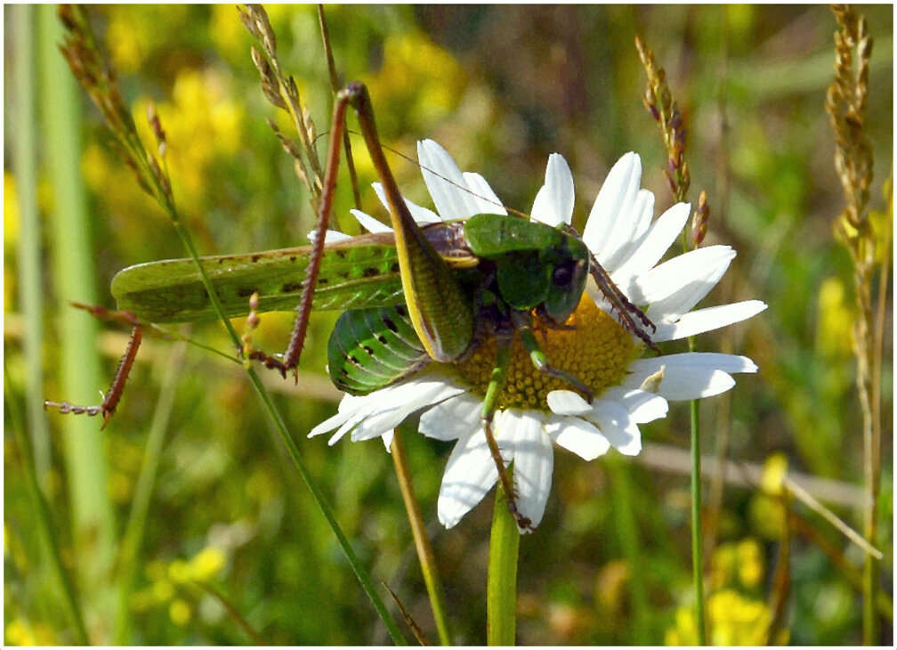Как прекрасен этот МИР.... - Aleksandr Gal