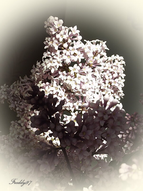 Пора прощания с сиренью... - Freddy 97