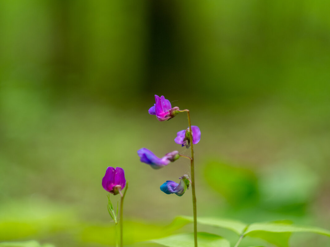 ___ - Yuriy V ___ - Yuriy V