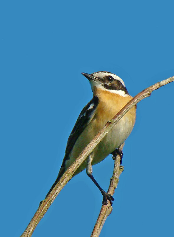 луговой чекан - gawrilа - dan