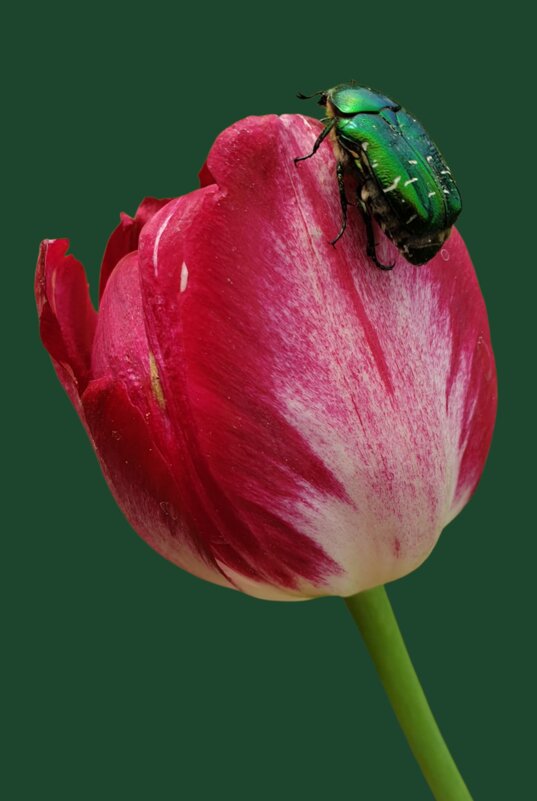 Золотистая бронзовка на тюльпане .Художественная постановка макро фото. - александр Золотистая бронзовка на тюльпане .Художественная постановка макро фото. - александр