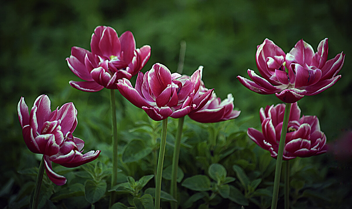 Фотозарисовка - Владимир Кроливец Фотозарисовка - Владимир Кроливец