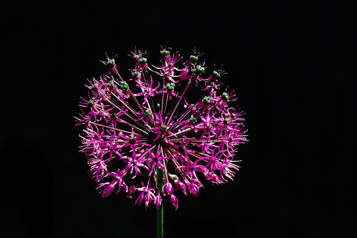 *** - Леонид leo *** - Леонид leo