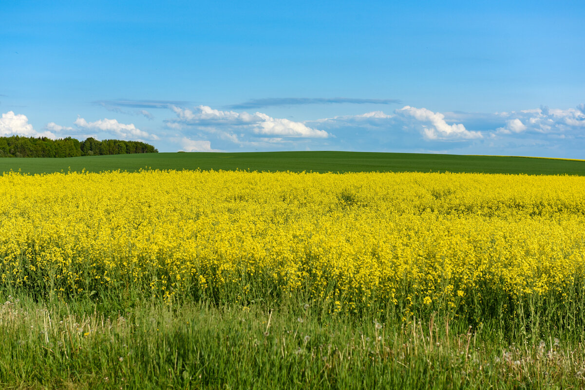 Простор - Александр Мезенцев