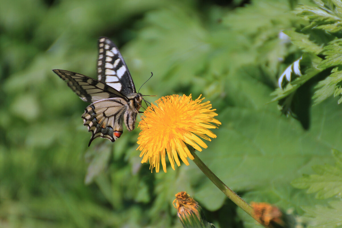 Махаон - Ната Волга Махаон - Ната Волга