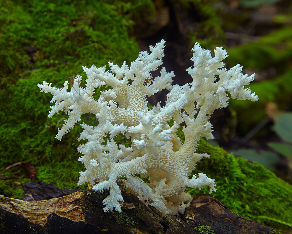 Лесной коралл - Сергей 