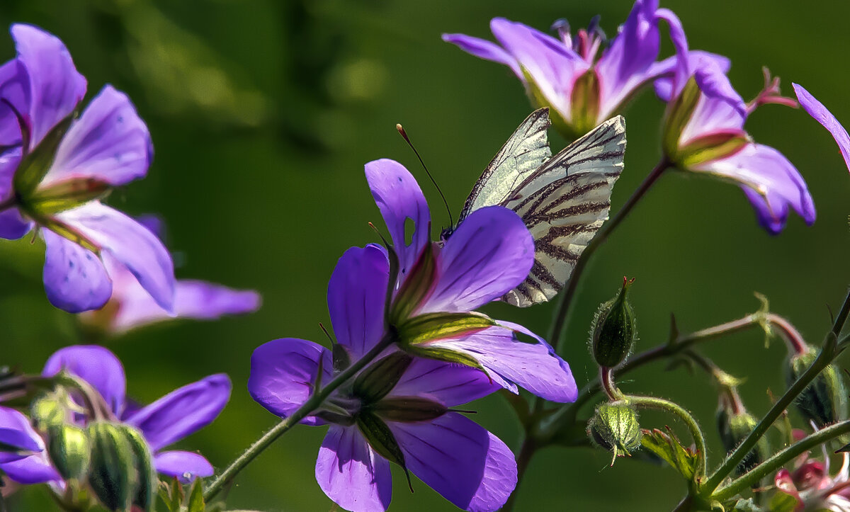 Лето. - Владимир Безбородов Лето. - Владимир Безбородов
