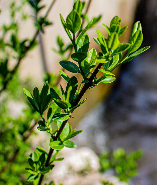 Молодые листочки - Светлана SvetNika17 Молодые листочки - Светлана SvetNika17