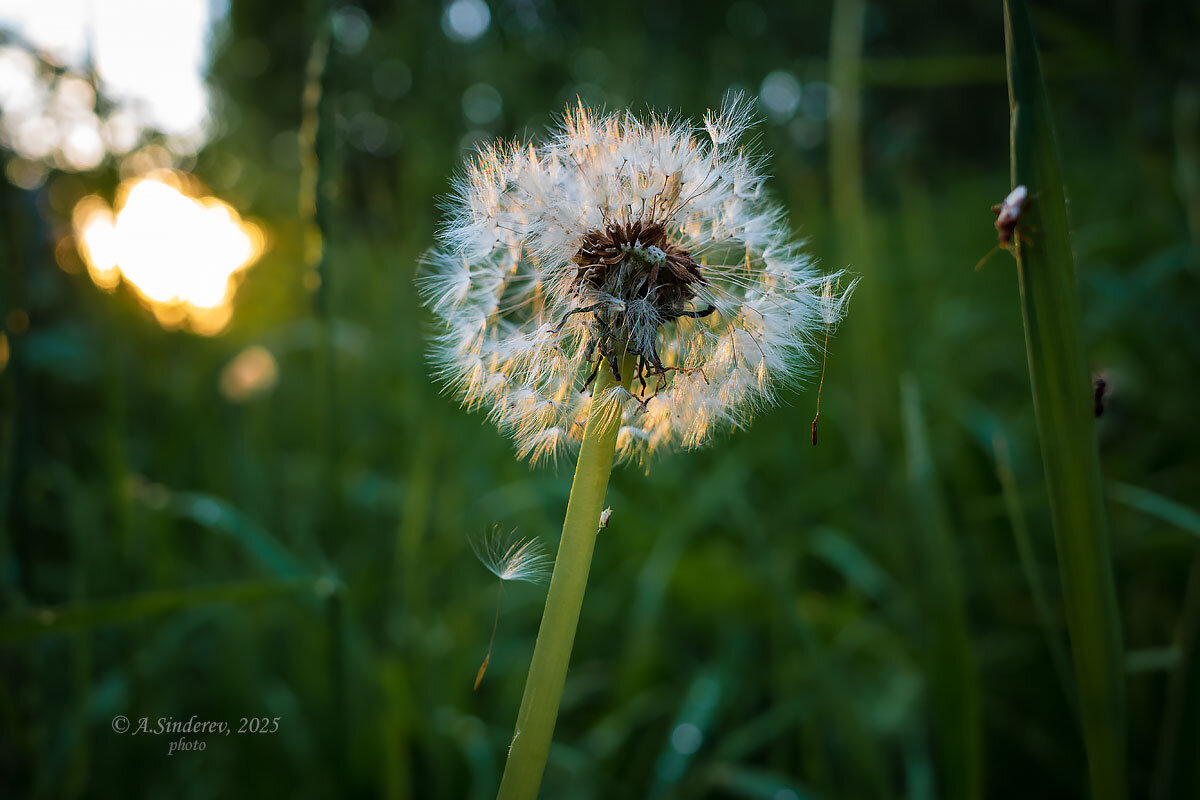 Одуванчик - Александр Синдерёв