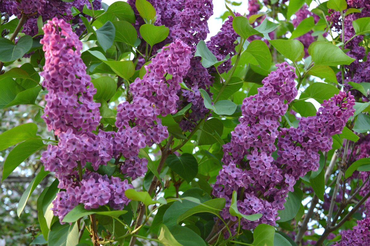 Фиолетовое чудо - Надежда Куркина 