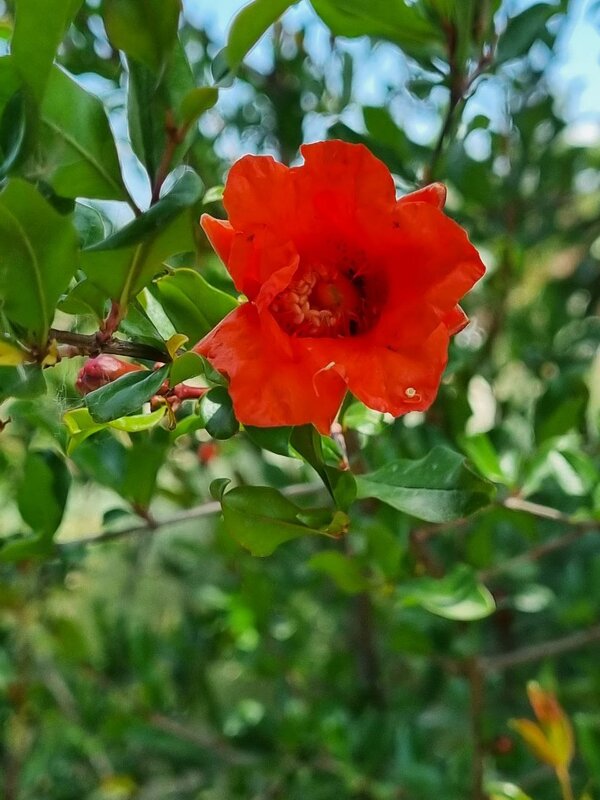Зацвел гранат - Наталья Зацвел гранат - Наталья