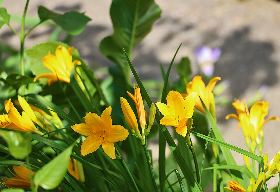 2 июня - лилейники - Светлана 2 июня - лилейники - Светлана