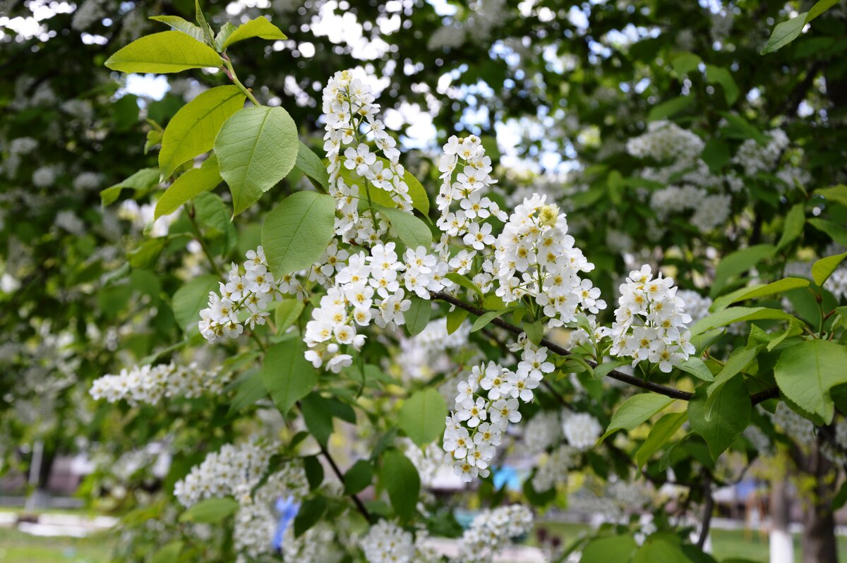 Расцвела черемуха душистая... - Надежда Куркина Расцвела черемуха душистая... - Надежда Куркина