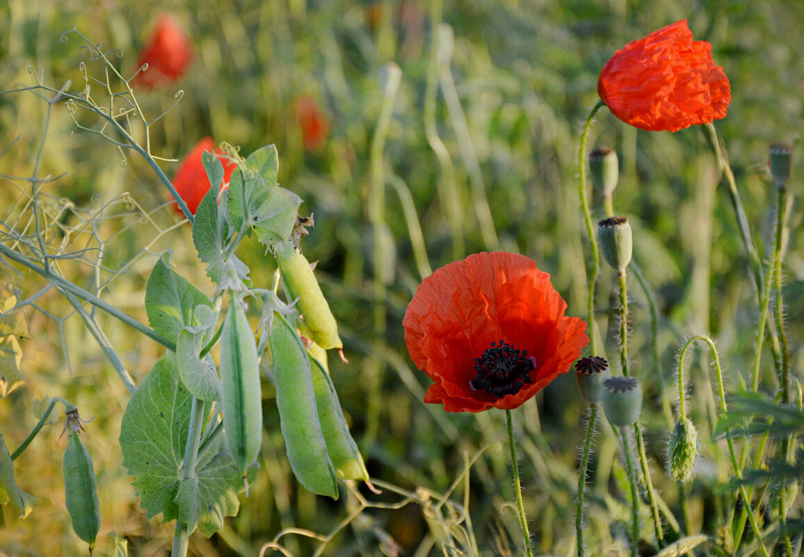 Красные маки в поле зелёном ... - Надежда Куркина Красные маки в поле зелёном ... - Надежда Куркина