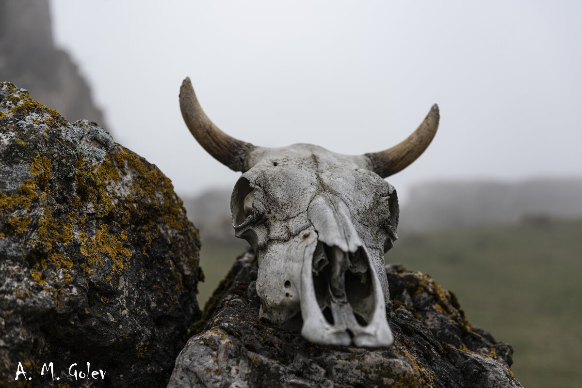 Туман - Alexander Golev