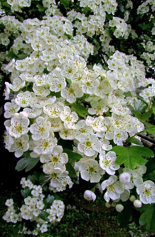 Боярыня - Сергей Карачин