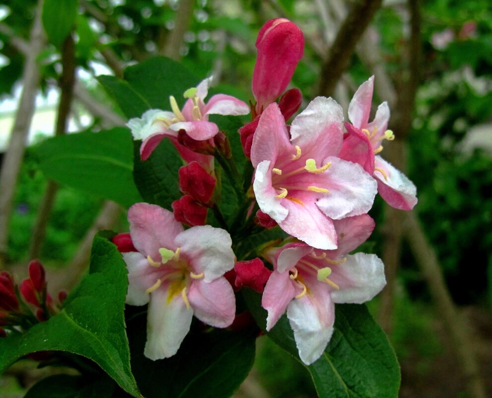 Вейгела - Сергей Карачин