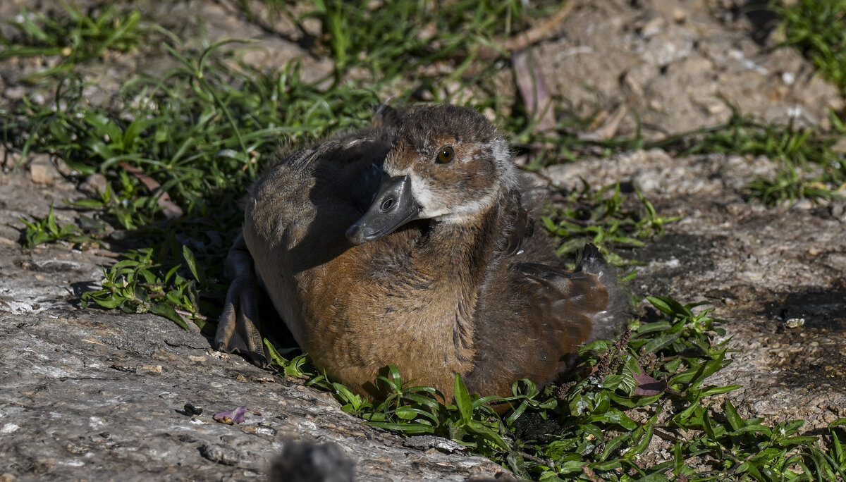 гусёнок - Осень гусёнок - Осень