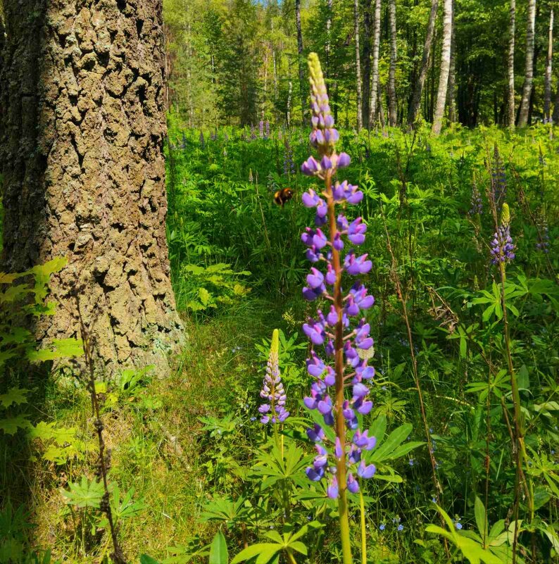 Летний этюд - Галина Бобкина
