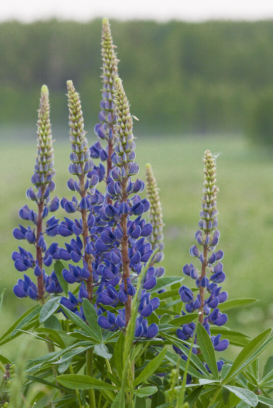 Люпин - Алексей Булак Люпин - Алексей Булак