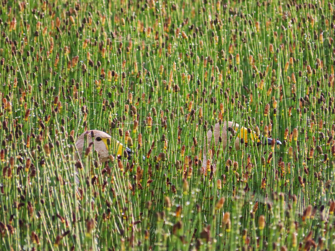 Кликуны в засаде - Ольга Митрофанова Кликуны в засаде - Ольга Митрофанова