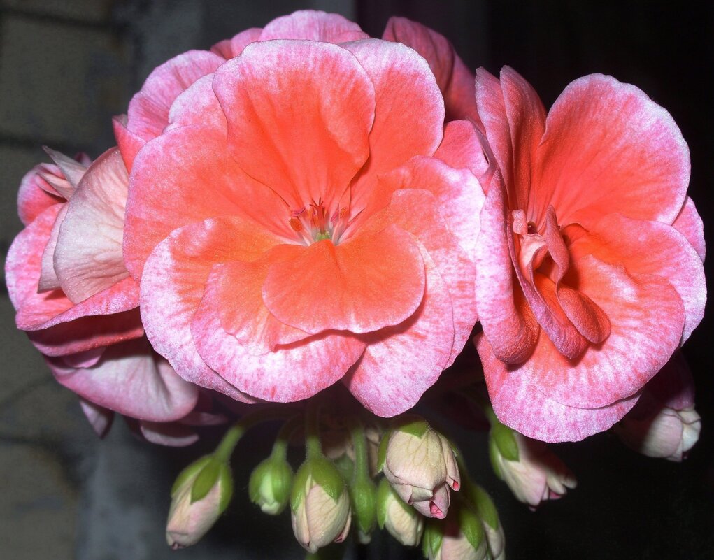 Герань. - Ирина *** Герань. - Ирина ***