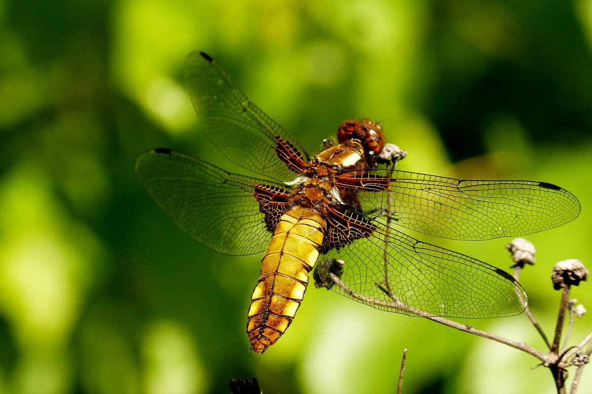 опять стрекозы 2 - Александр Прокудин опять стрекозы 2 - Александр Прокудин