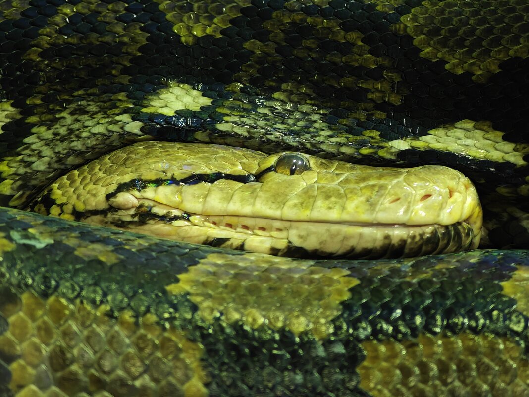 Змея - <<< Наташа >>>