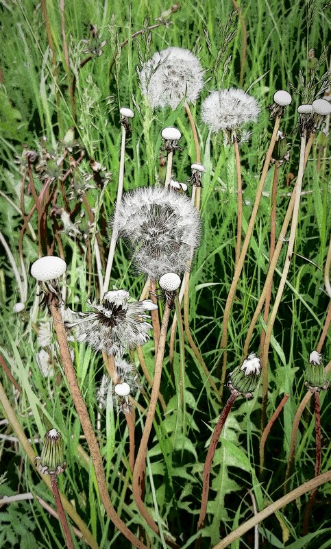 Одуванчики - Наталья Герасимова Одуванчики - Наталья Герасимова