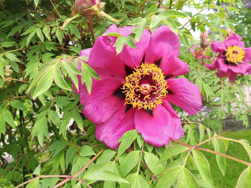 Древовидный пион - Сапсан 