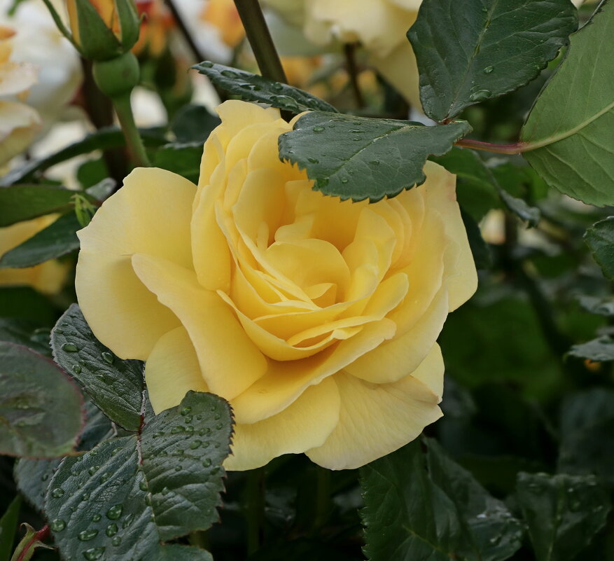 *** - Игорь Kуленко